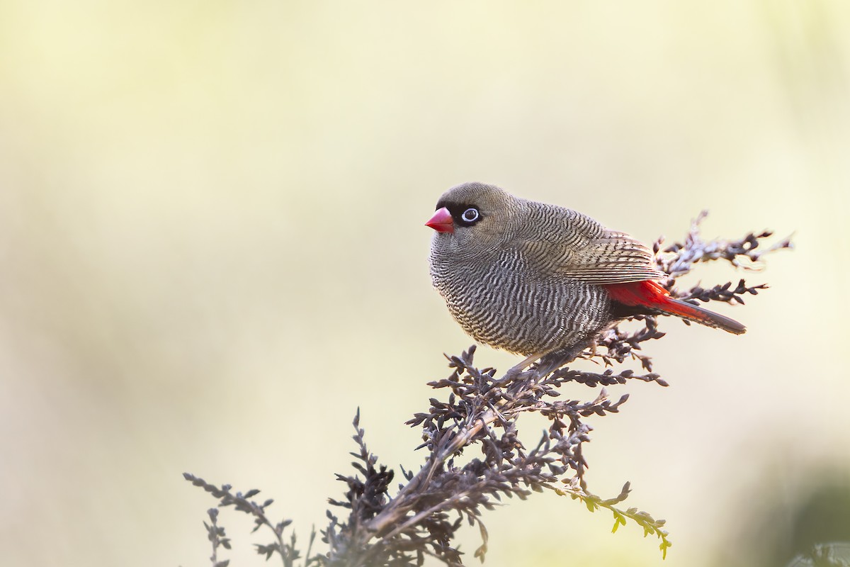Beautiful Firetail - ML642421229
