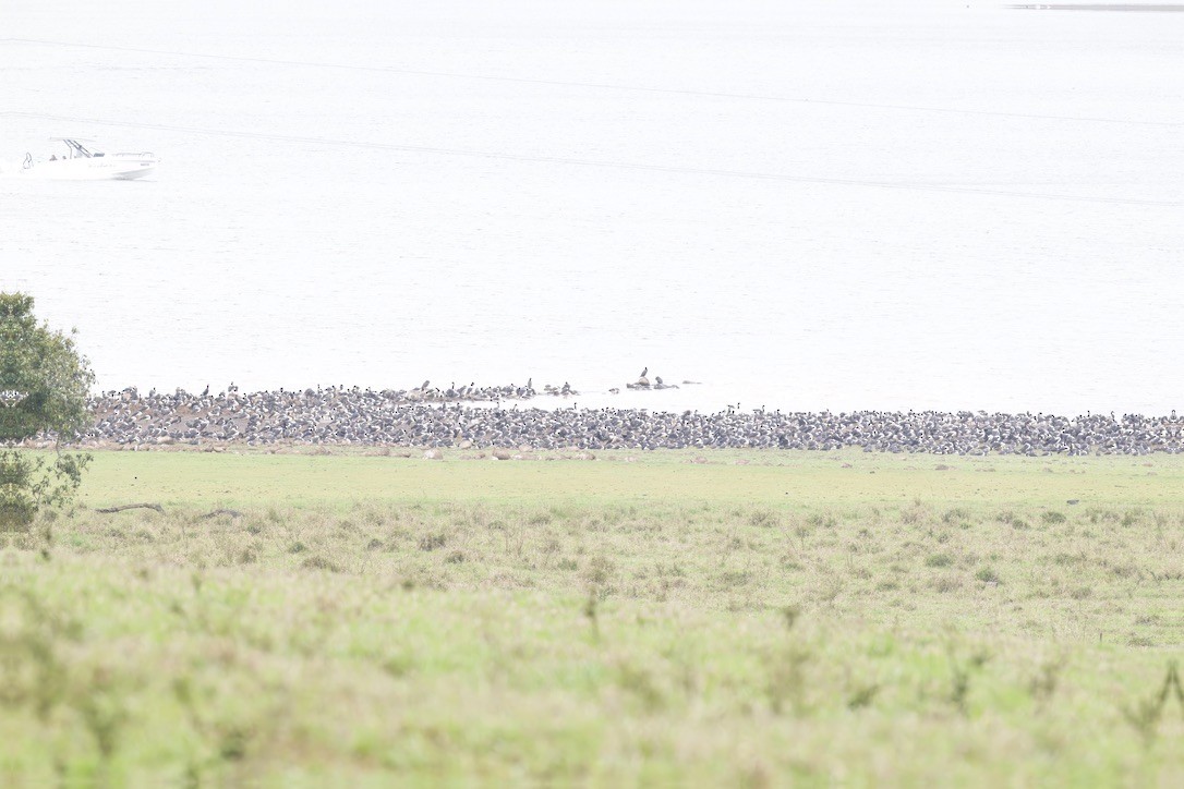 Magpie Goose - ML642421231