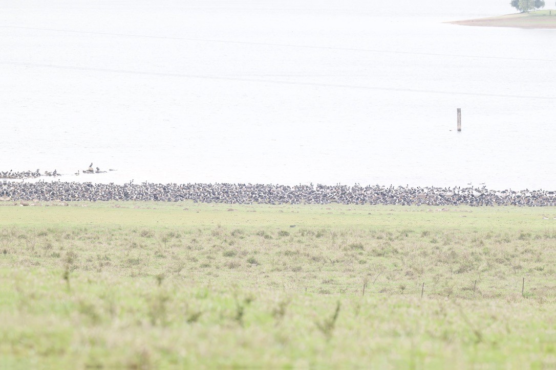 Magpie Goose - ML642421232