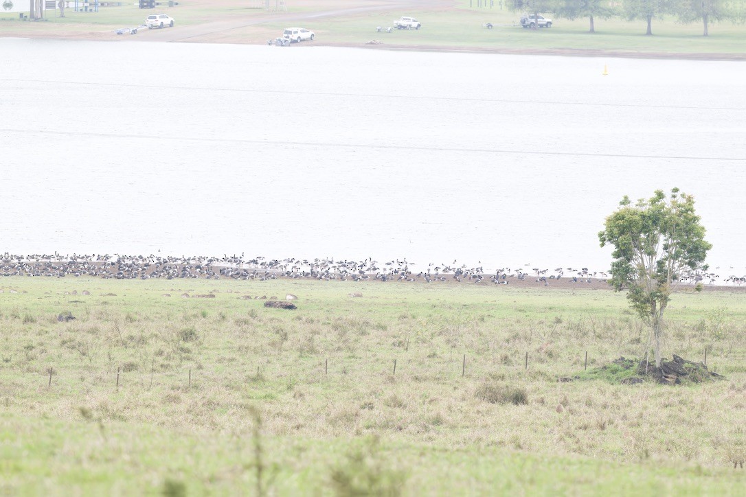 Magpie Goose - ML642421233