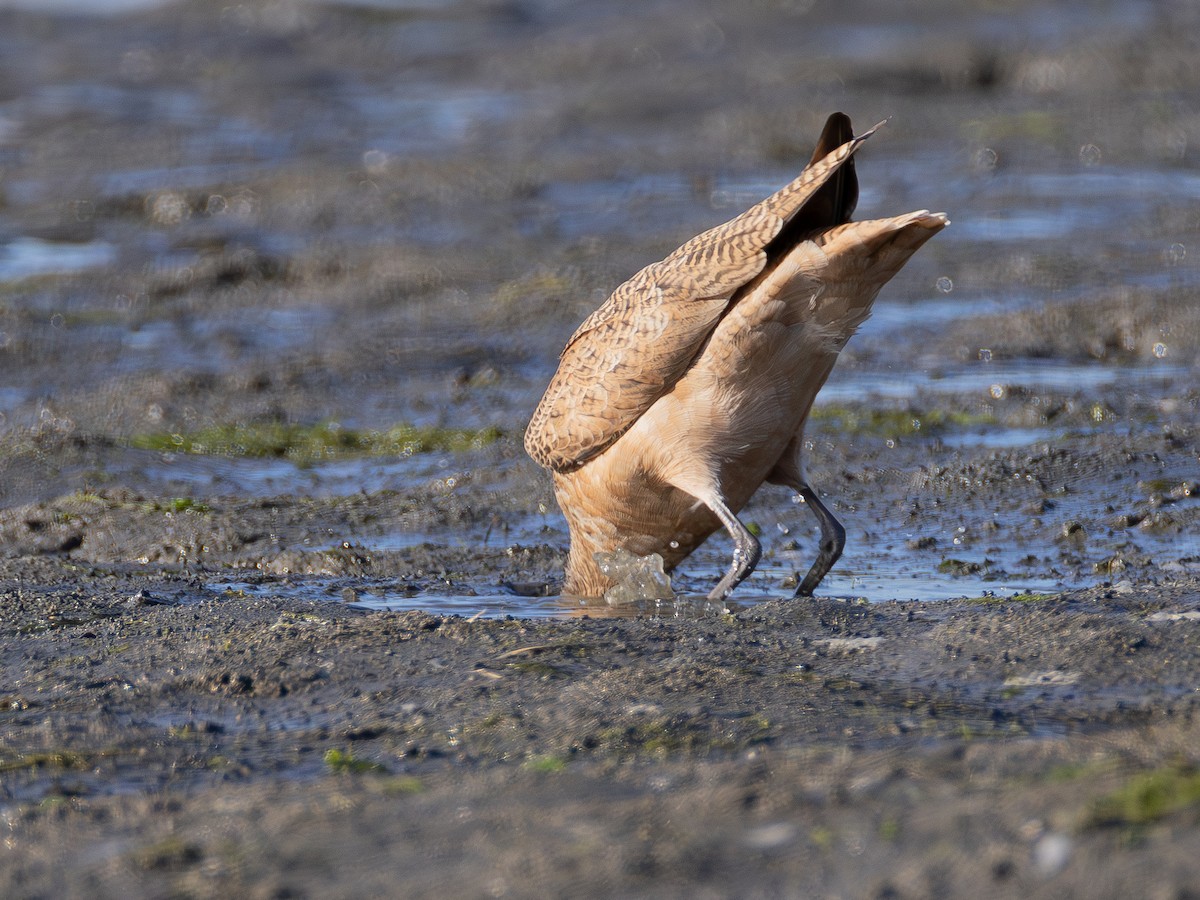 Marbled Godwit - ML642421241