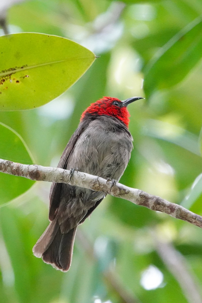 Red-headed Myzomela - ML642421243