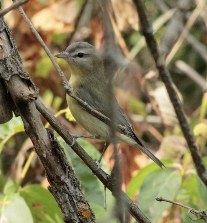 Philadelphia Vireo - ML642421245