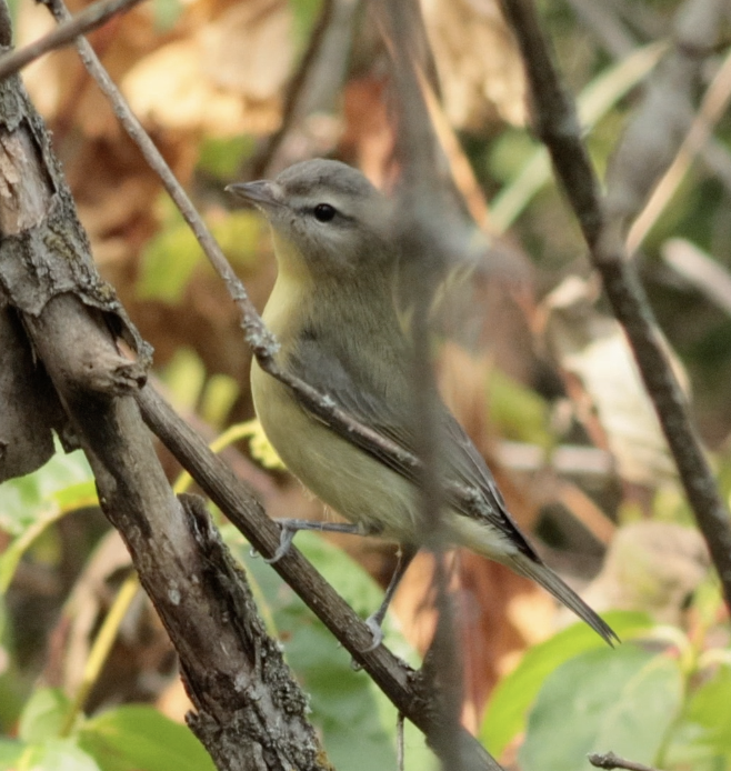 Philadelphia Vireo - ML642421246