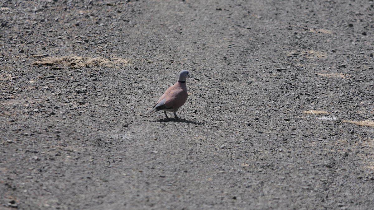 Red Collared-Dove - ML642421252