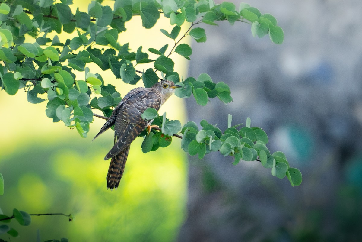 Common Cuckoo - ML642421253