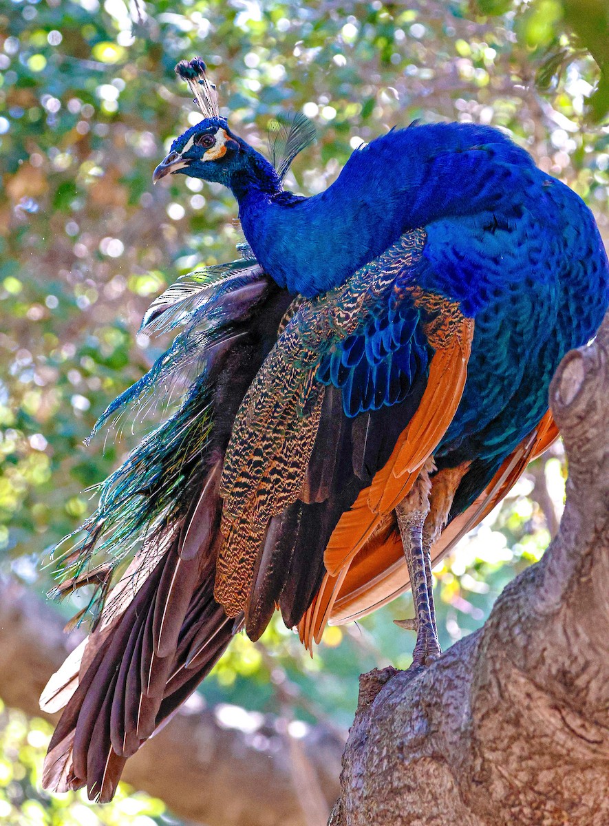 Indian Peafowl (Domestic type) - ML642421266