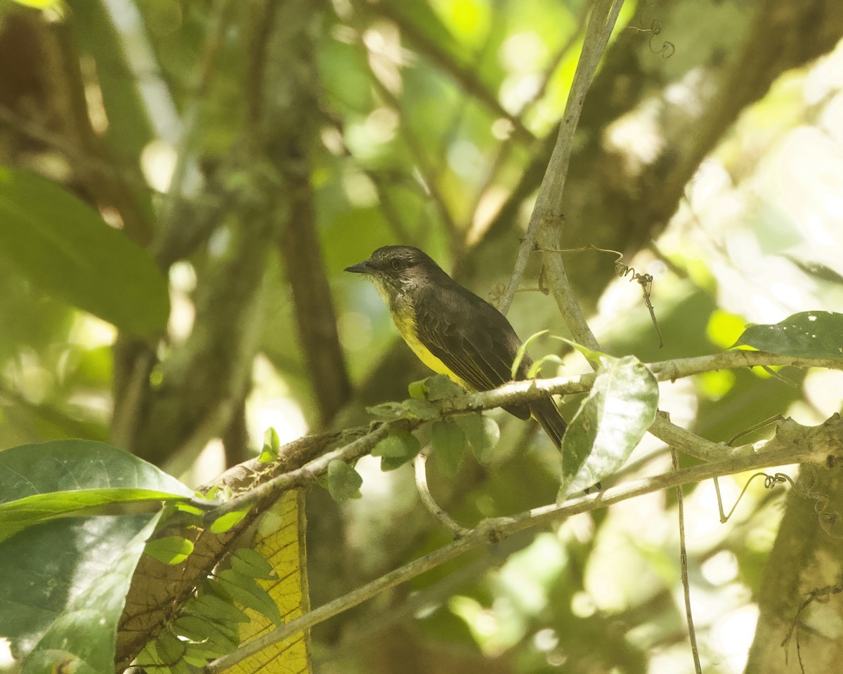 Dusky-chested Flycatcher - ML642421277
