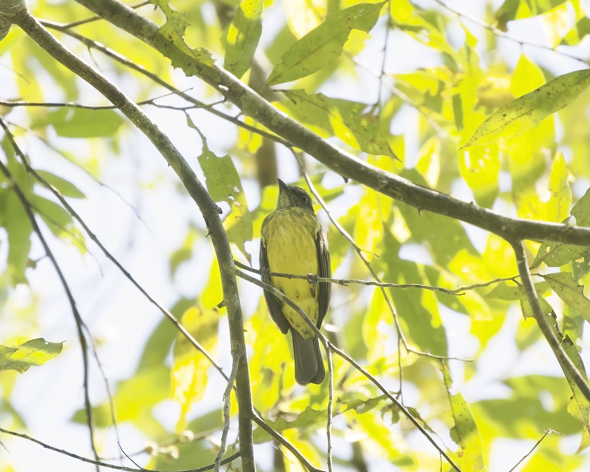 Dusky-chested Flycatcher - ML642421278