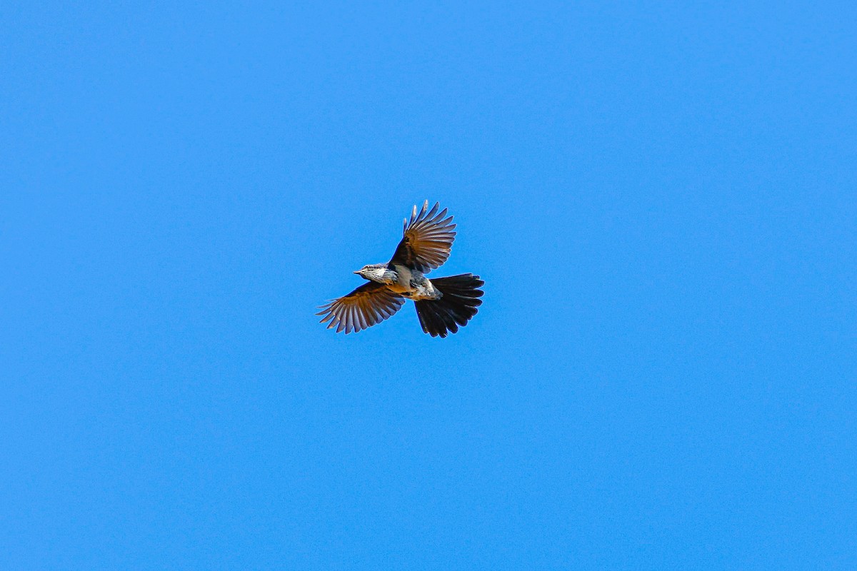 California Scrub-Jay - ML642421279