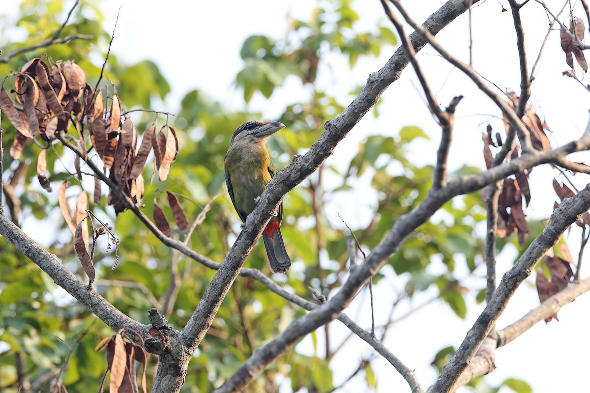 Red-vented Barbet - ML642421280