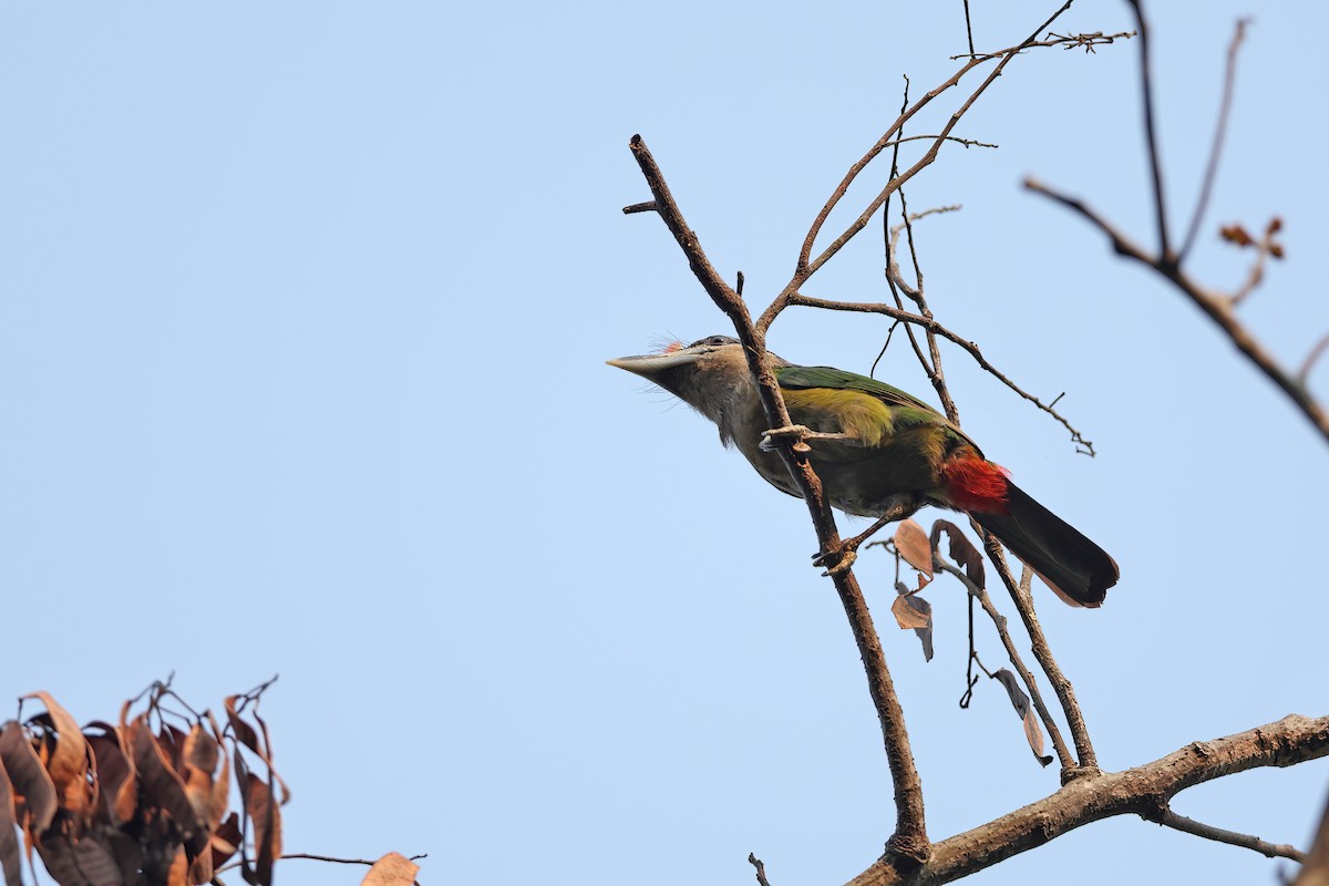 Red-vented Barbet - ML642421281