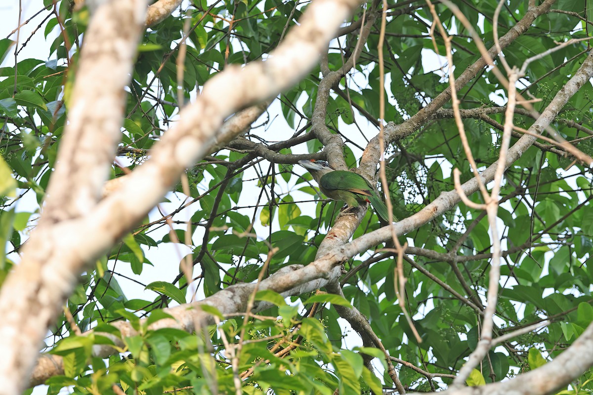 Red-vented Barbet - ML642421282