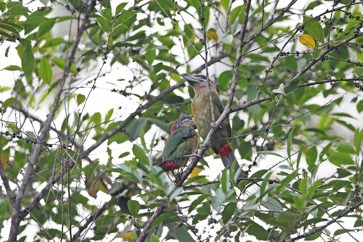 Red-vented Barbet - ML642421283