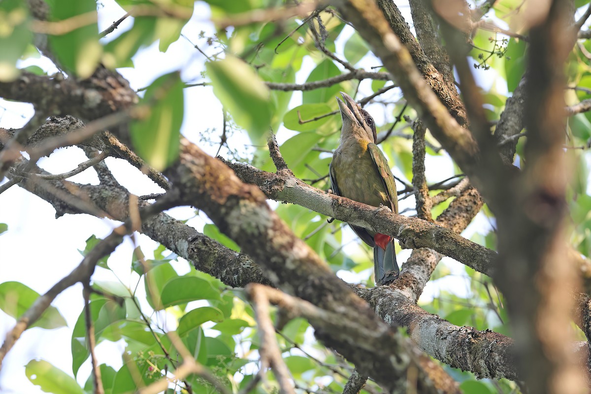 Red-vented Barbet - ML642421284