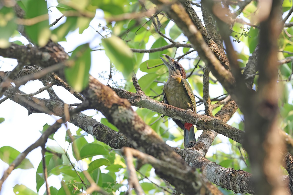 Red-vented Barbet - ML642421285