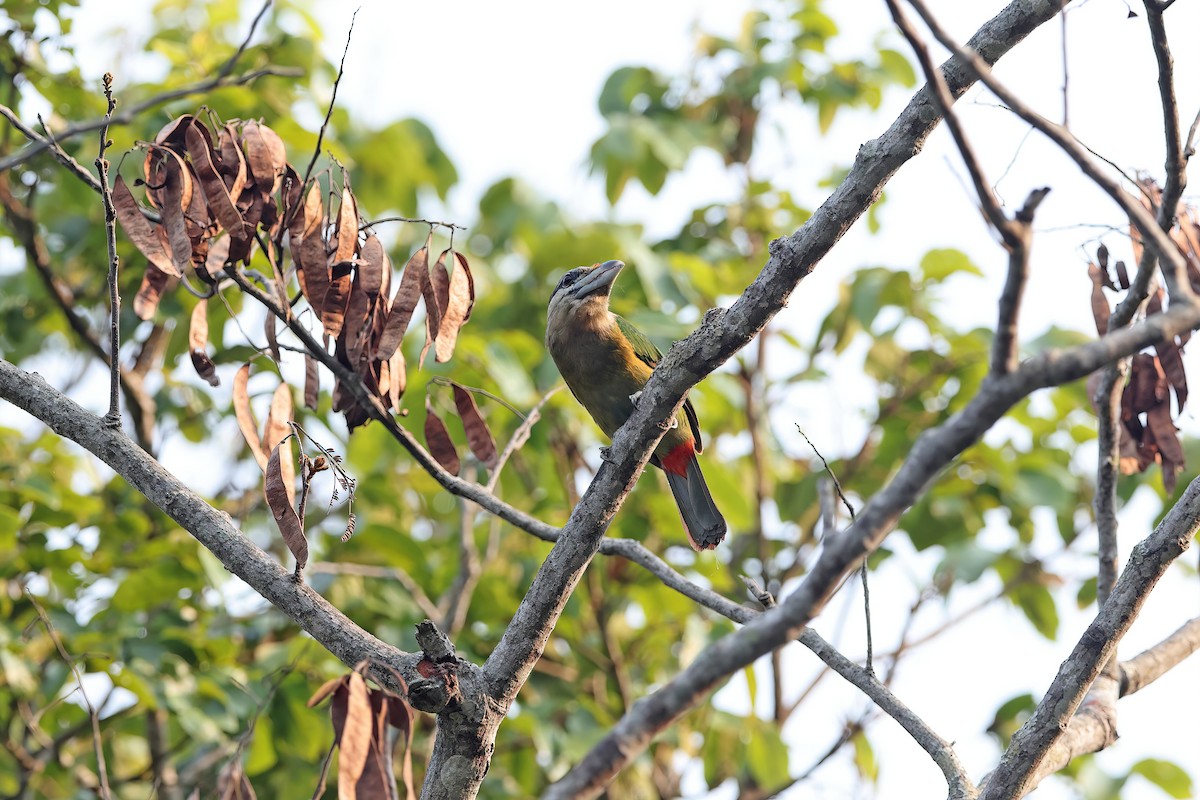 Red-vented Barbet - ML642421286