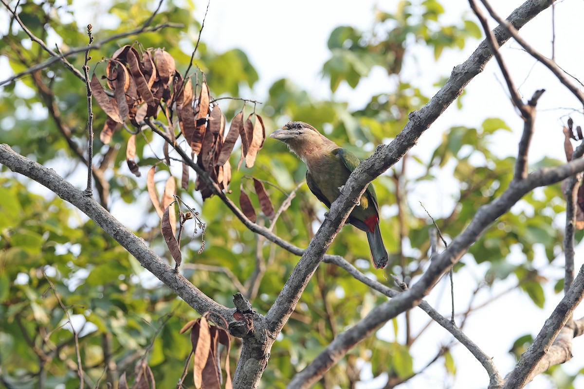 Red-vented Barbet - ML642421287