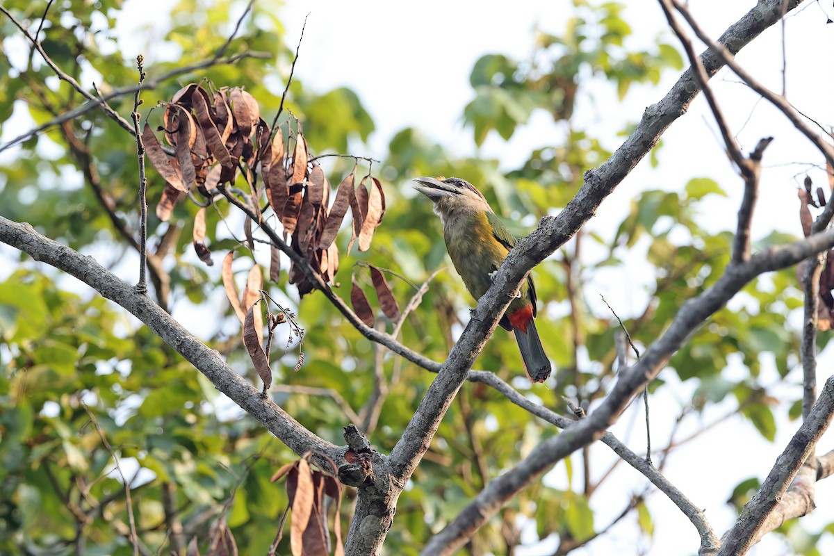 Red-vented Barbet - ML642421288