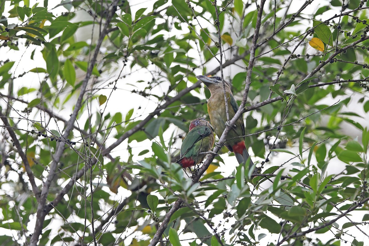 Red-vented Barbet - ML642421289