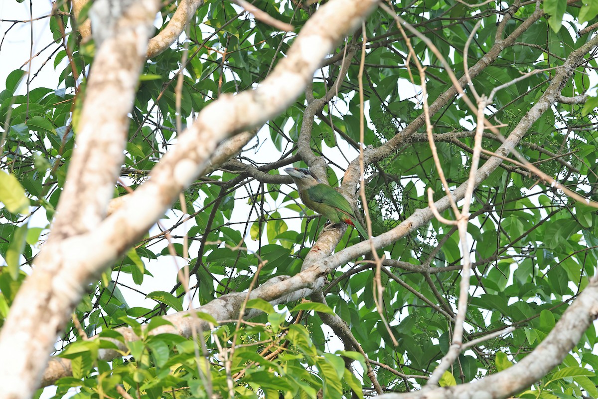 Red-vented Barbet - ML642421291