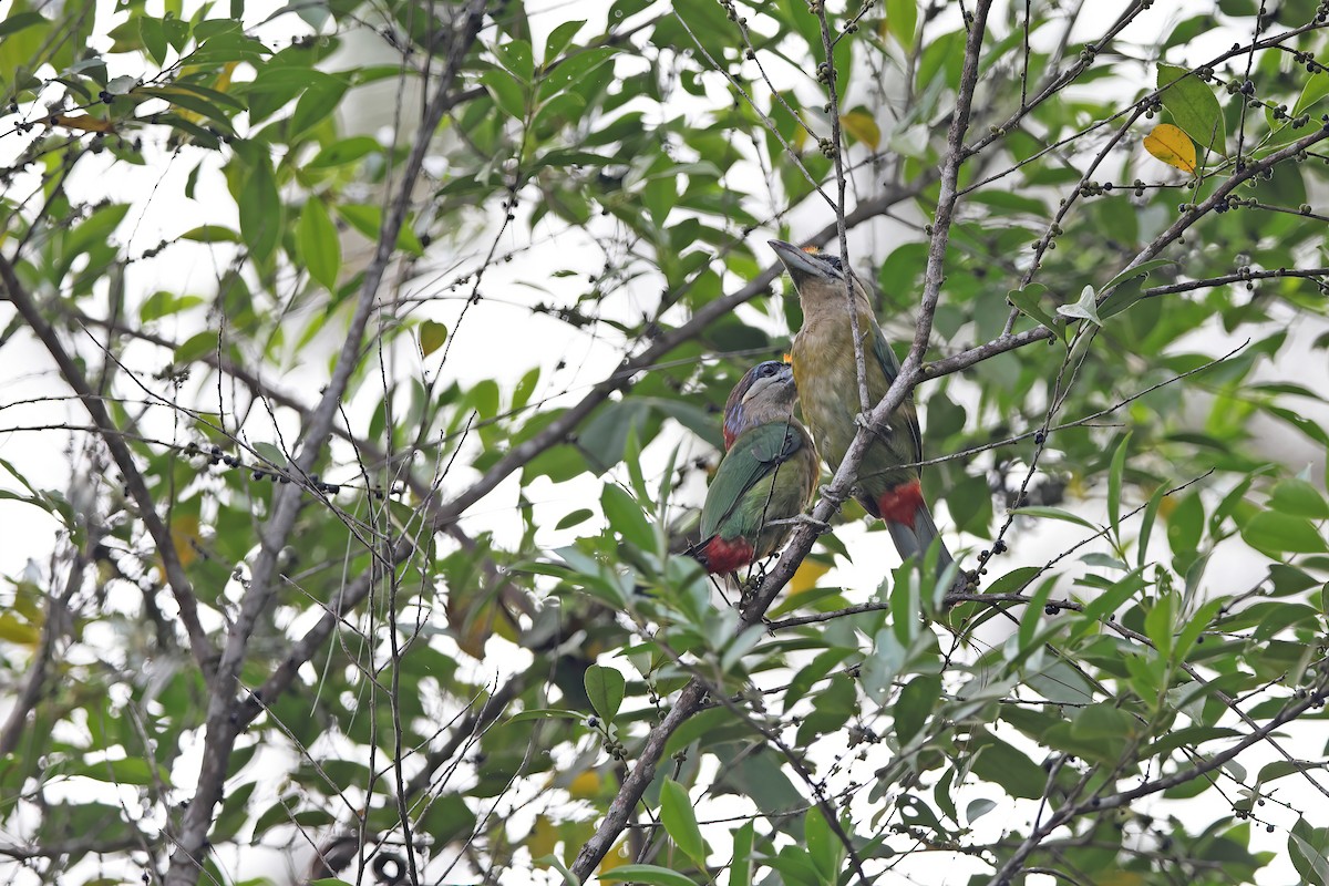 Red-vented Barbet - ML642421292