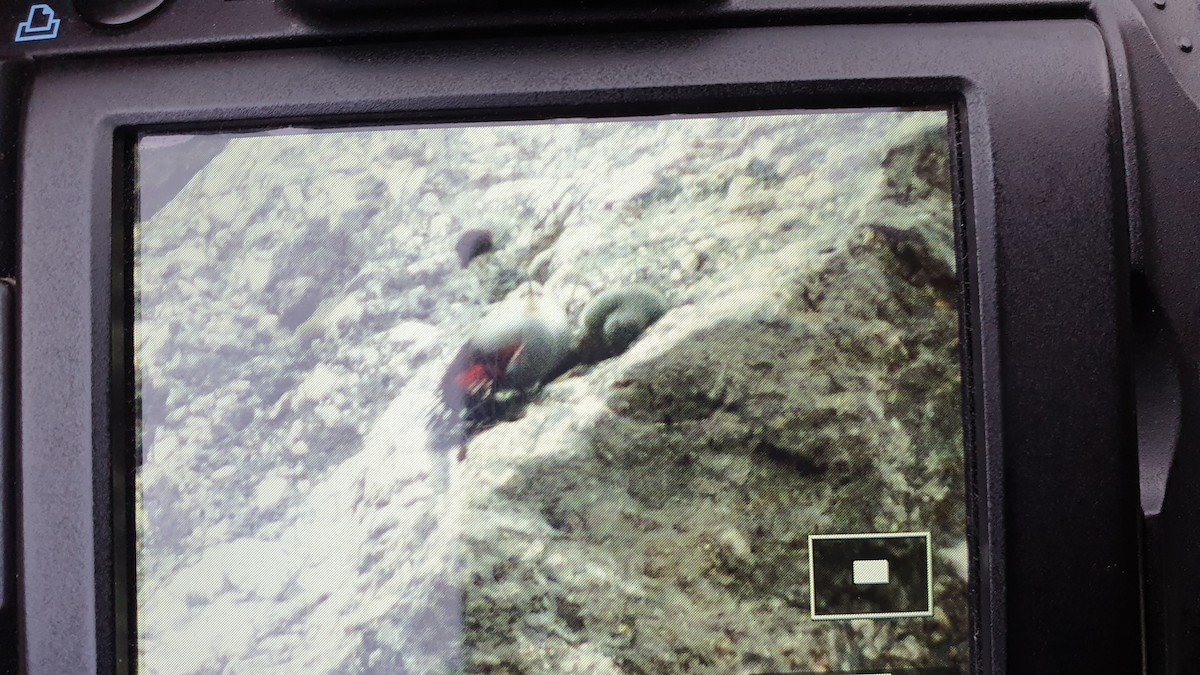 Wallcreeper - ML642421293