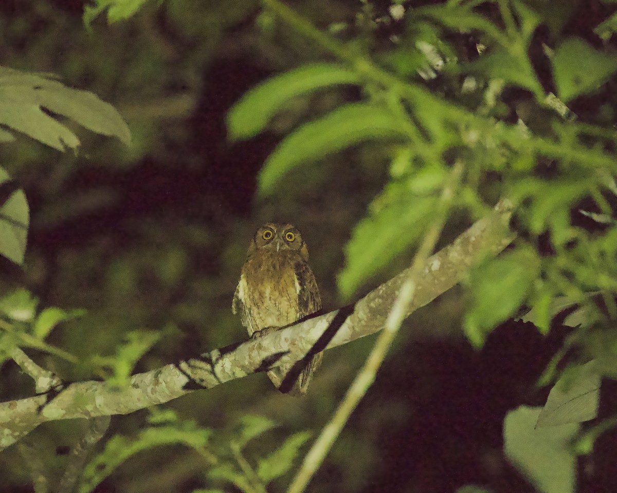 Tawny-bellied Screech-Owl - ML642421294