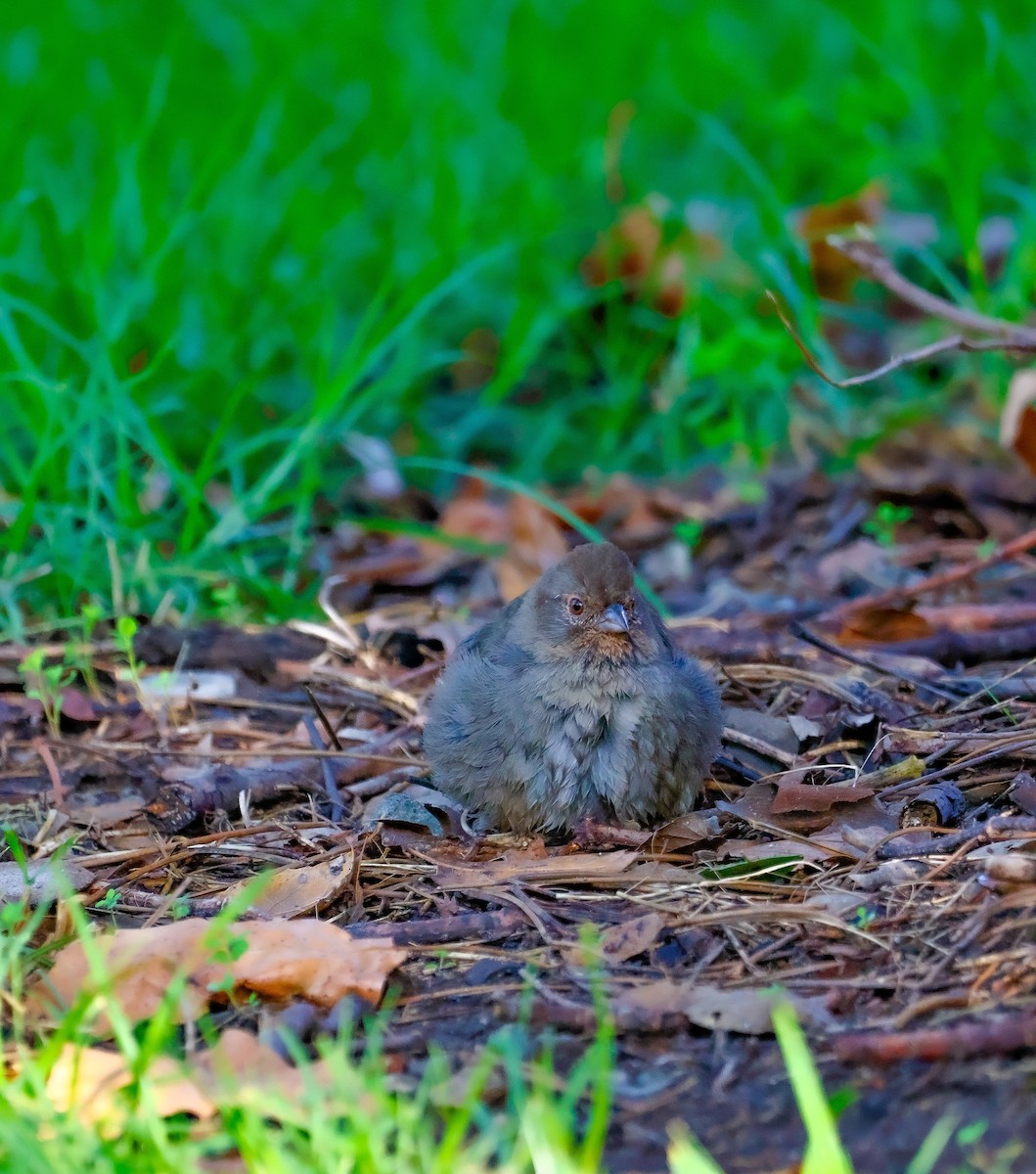 California Towhee - ML642421295