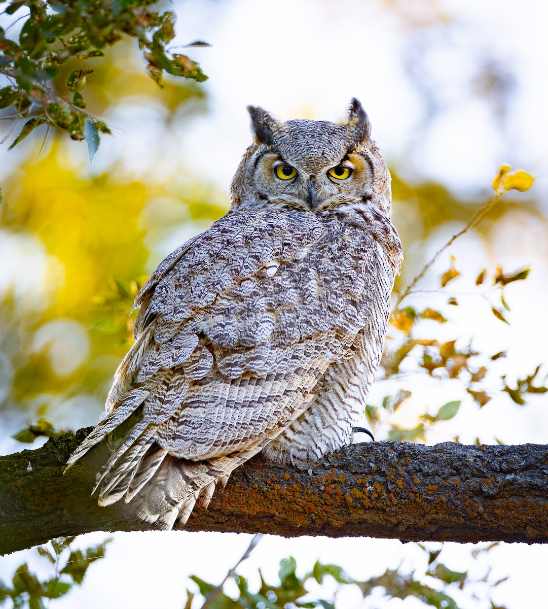 Great Horned Owl - ML642421328