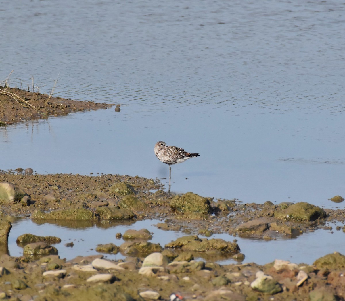Black-bellied Plover - ML642421332