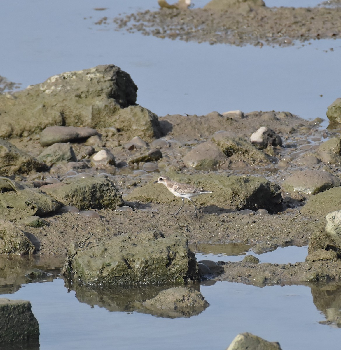 Siberian/Tibetan Sand-Plover - ML642421335