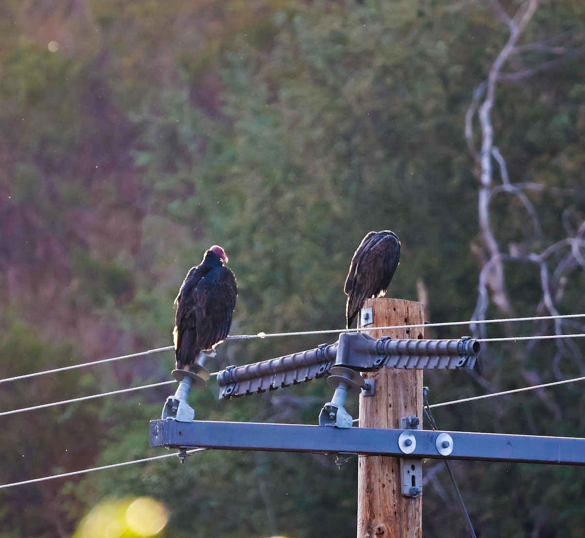 Turkey Vulture - ML642421336