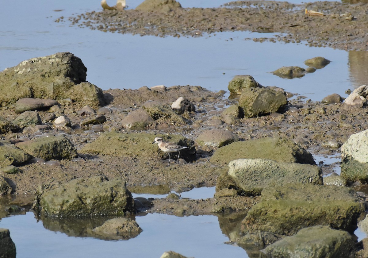 Siberian/Tibetan Sand-Plover - ML642421337