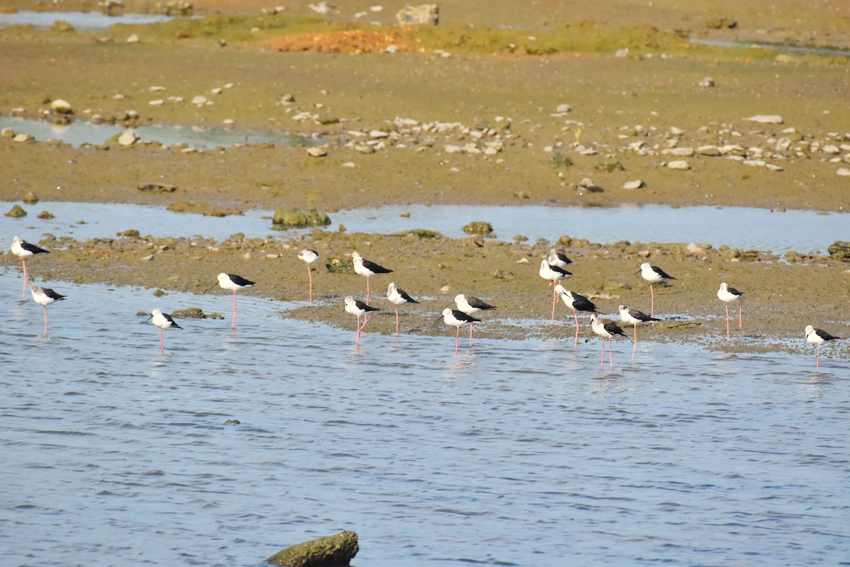Black-winged Stilt - ML642421339