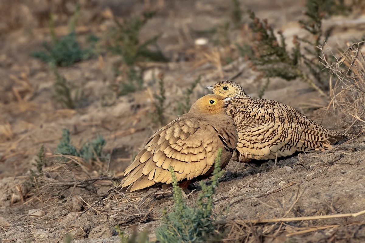 Chestnut-bellied Sandgrouse - ML642421359