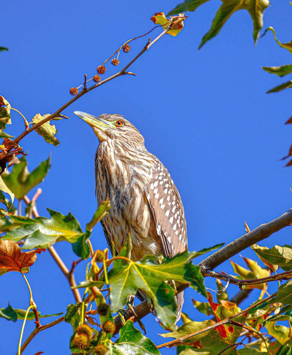 Black-crowned Night Heron - ML642421360