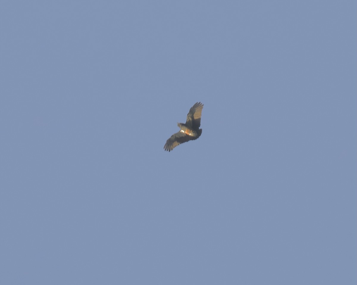 Swallow-winged Puffbird - ML642421382