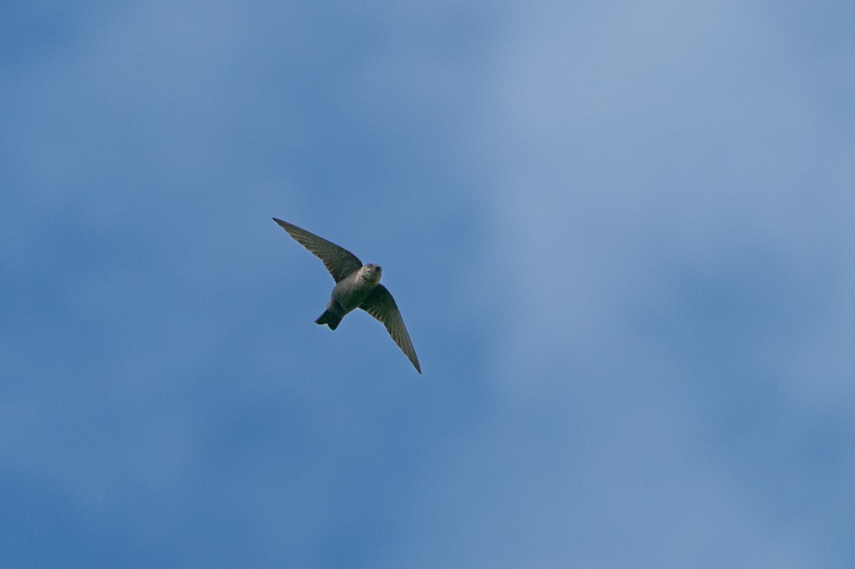Dusky Crag-Martin - ML642421383
