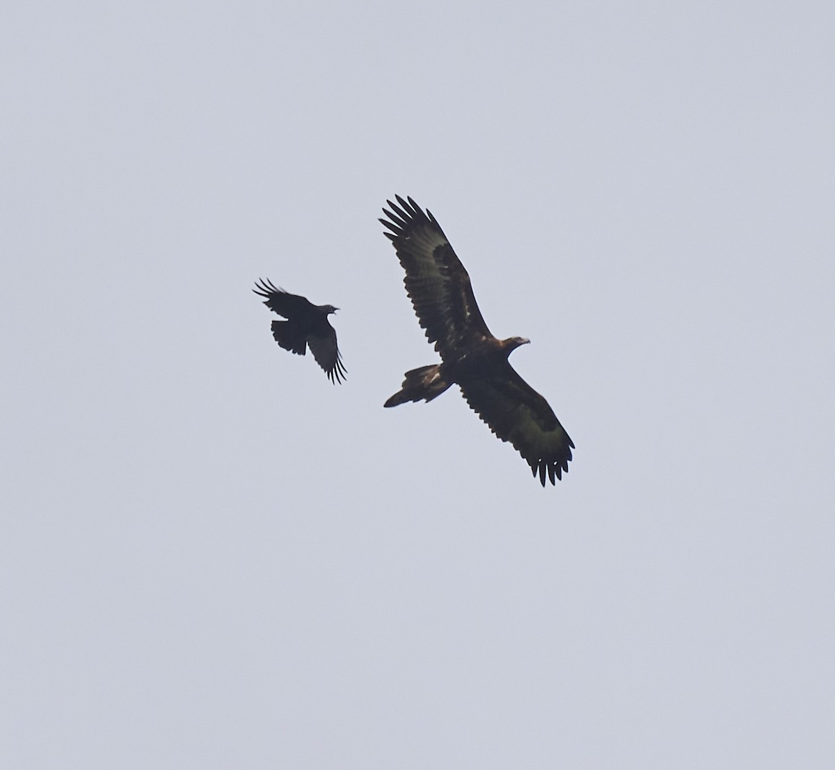 Wedge-tailed Eagle - ML642421385
