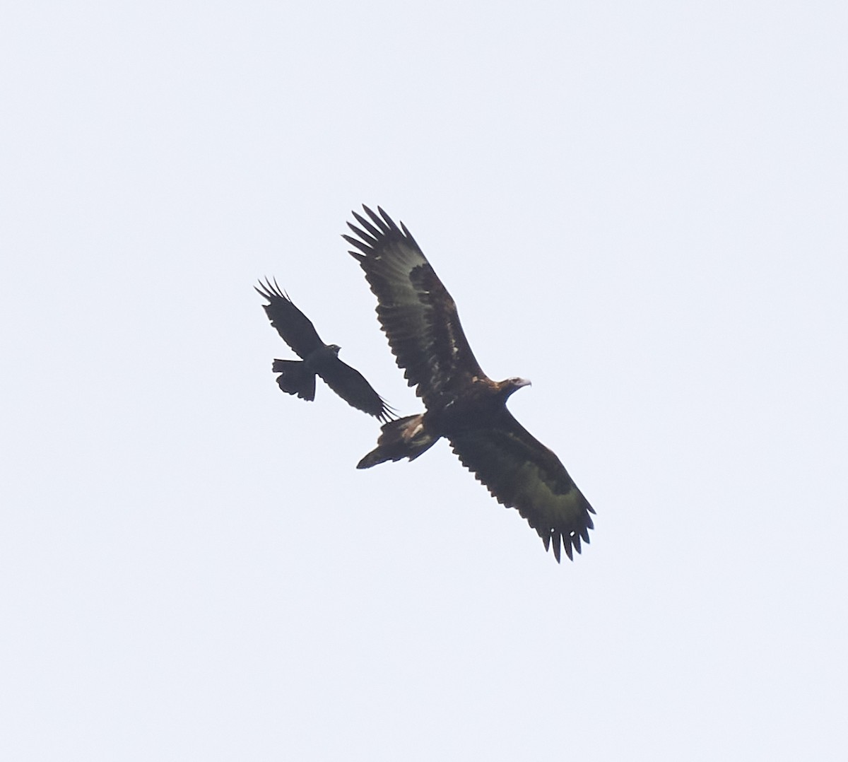Wedge-tailed Eagle - ML642421386