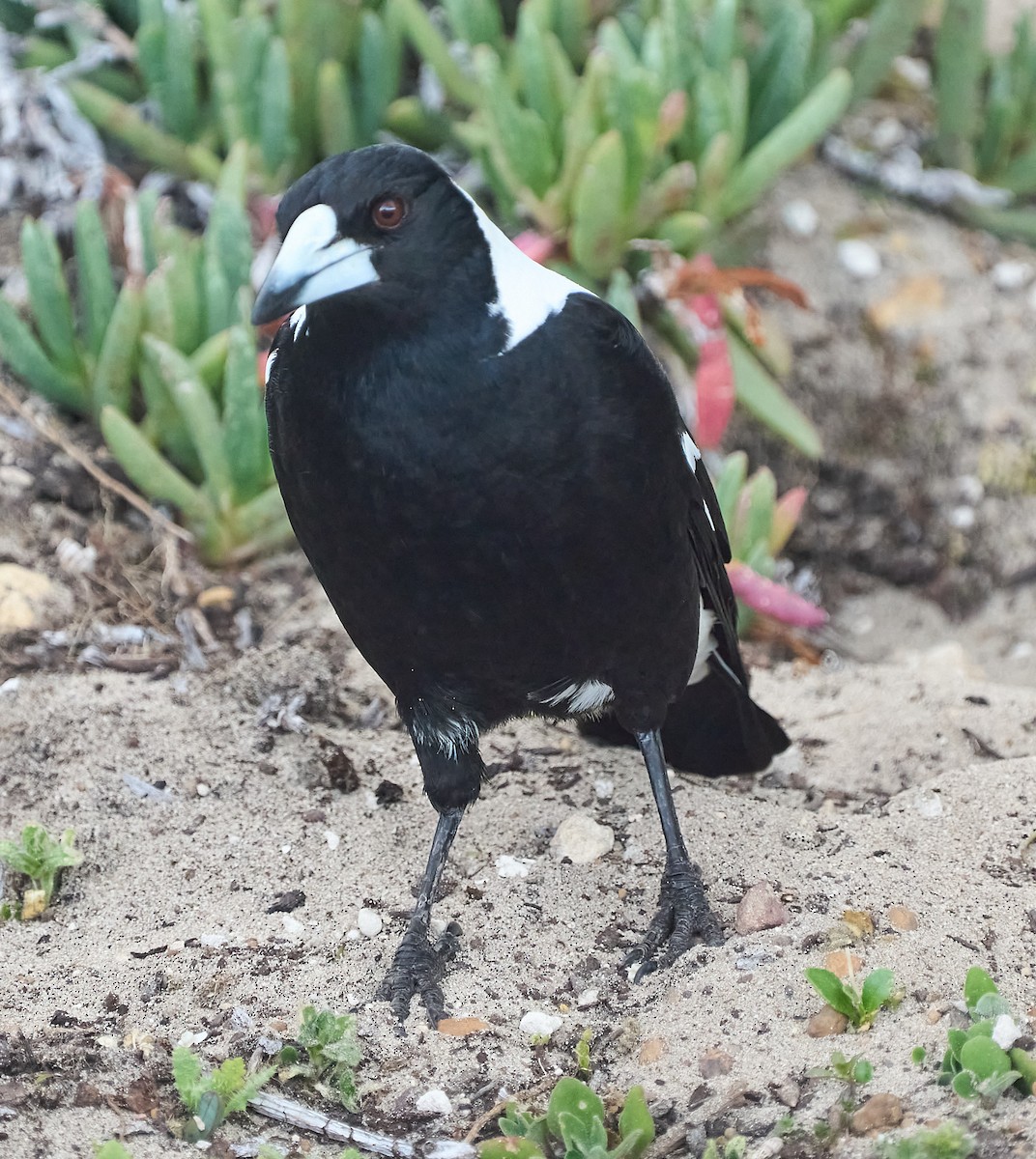 Australian Magpie - ML642421393