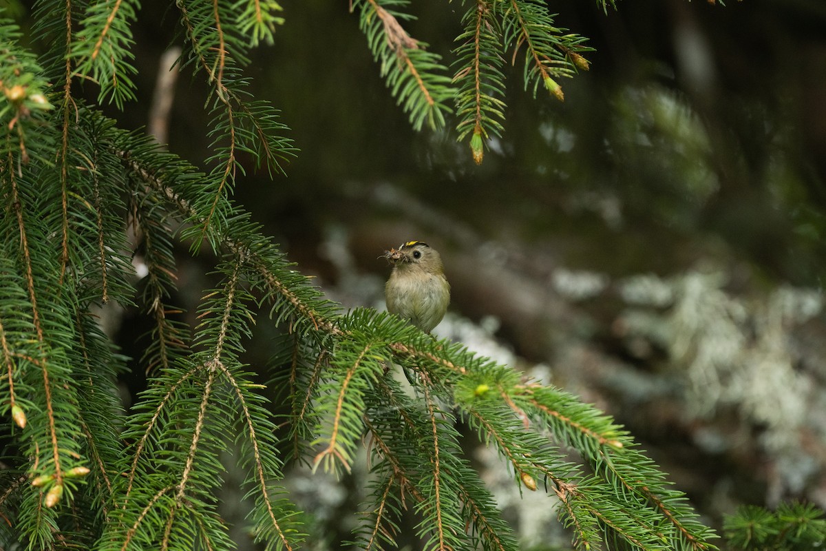 Goldcrest - ML642421402