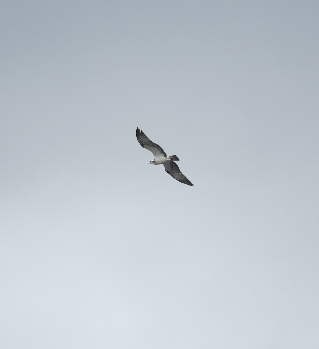 Falco pescatore - ML642421403