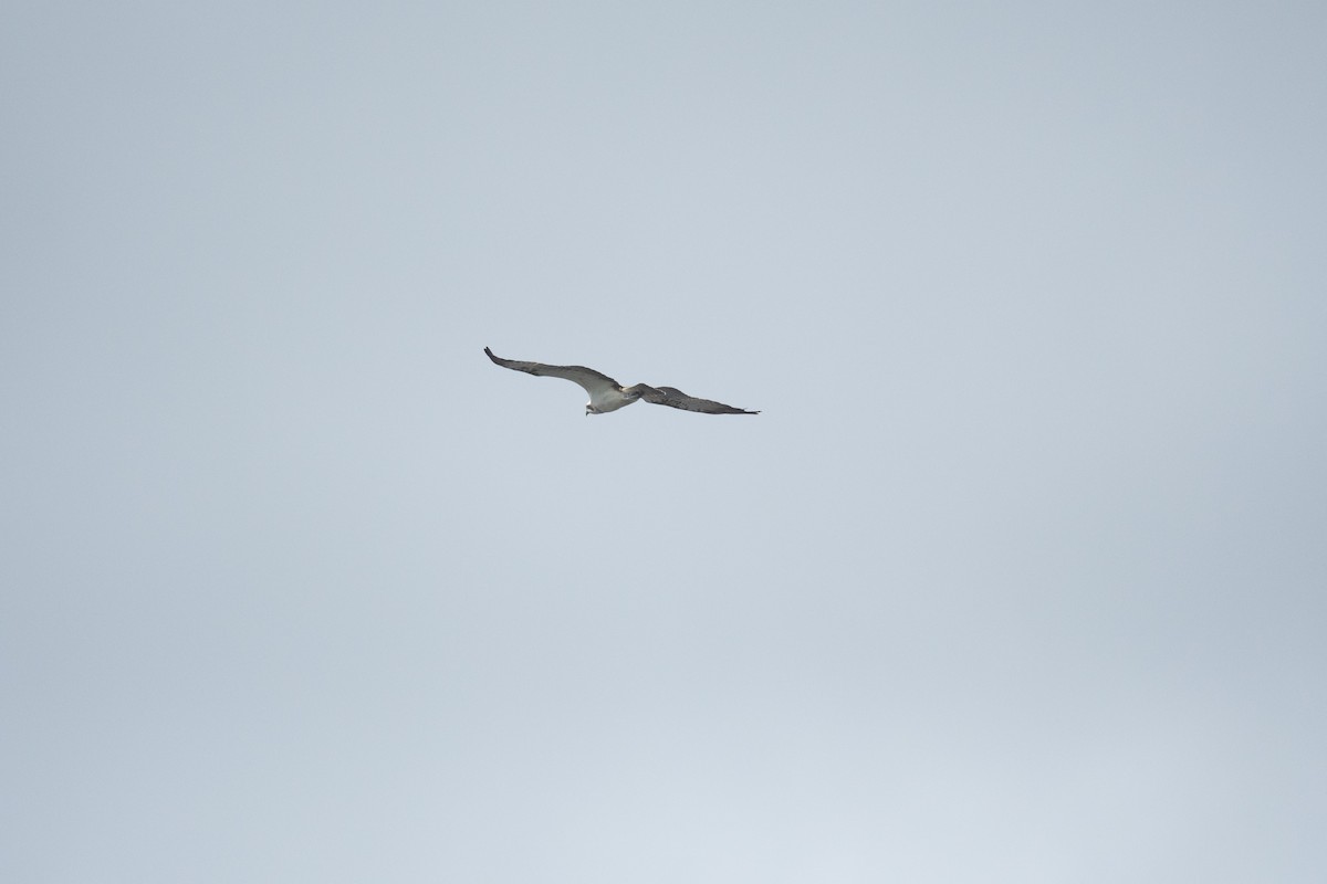 Falco pescatore - ML642421404