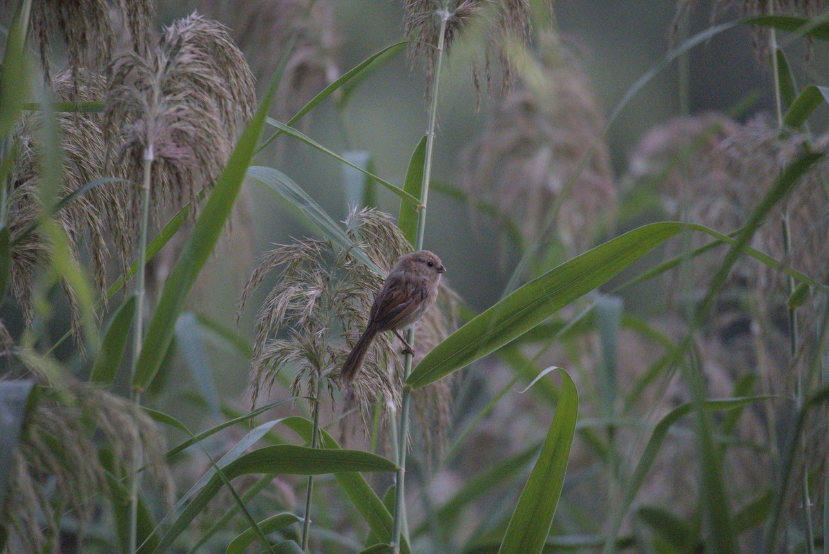 Vinous-throated Parrotbill - ML642421407
