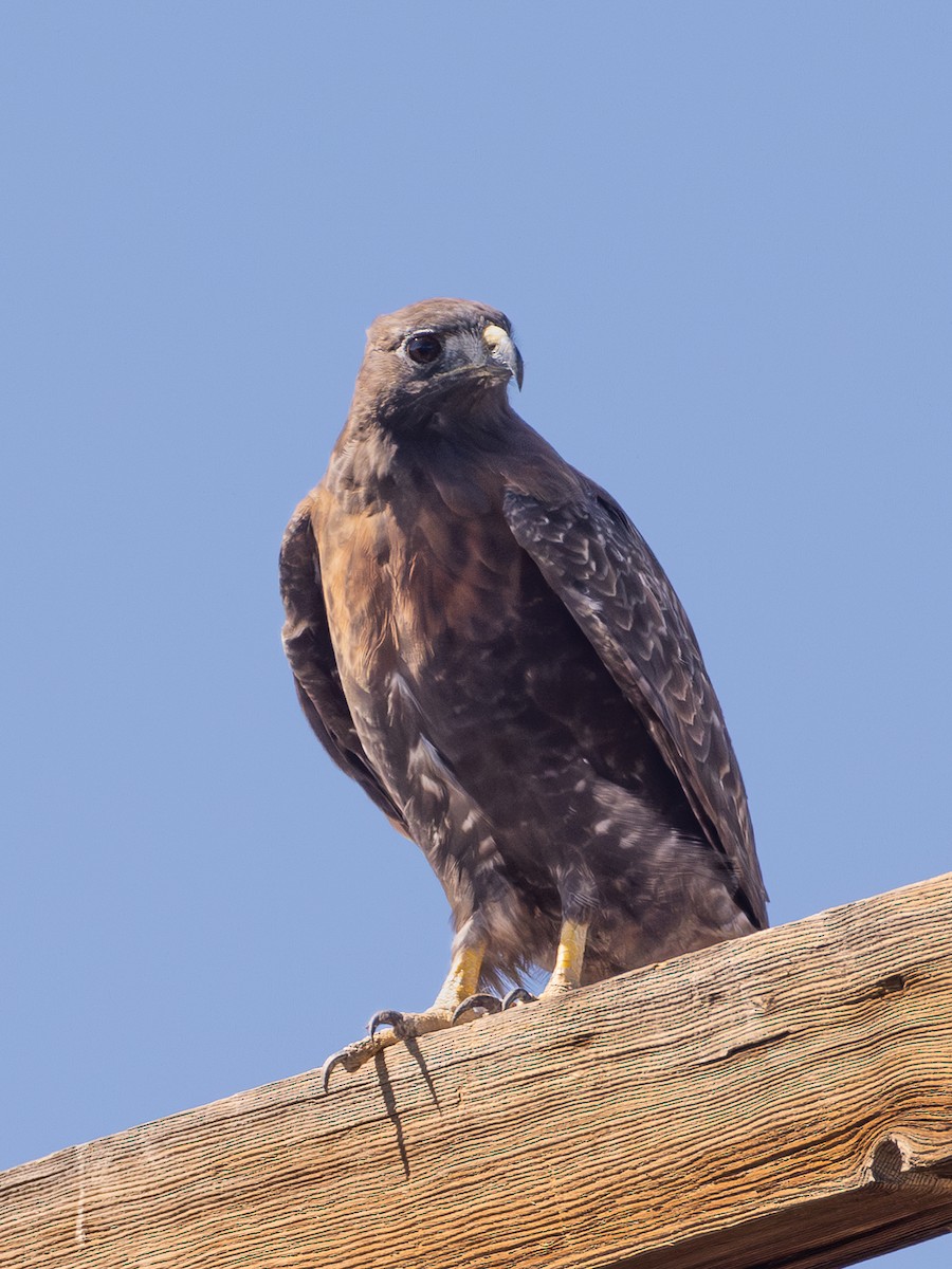 Swainson's Hawk - ML642421416