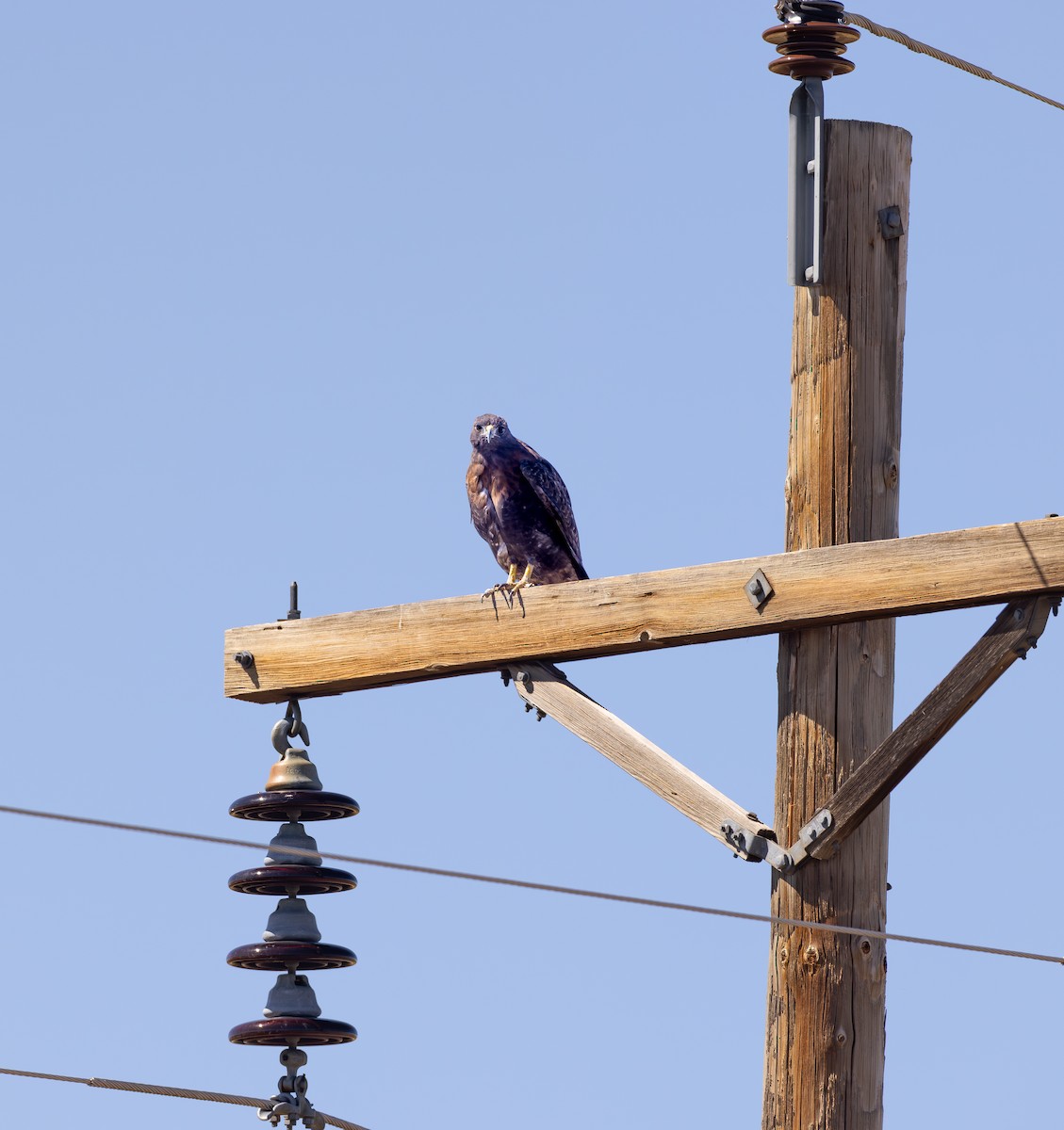 Swainson's Hawk - ML642421418