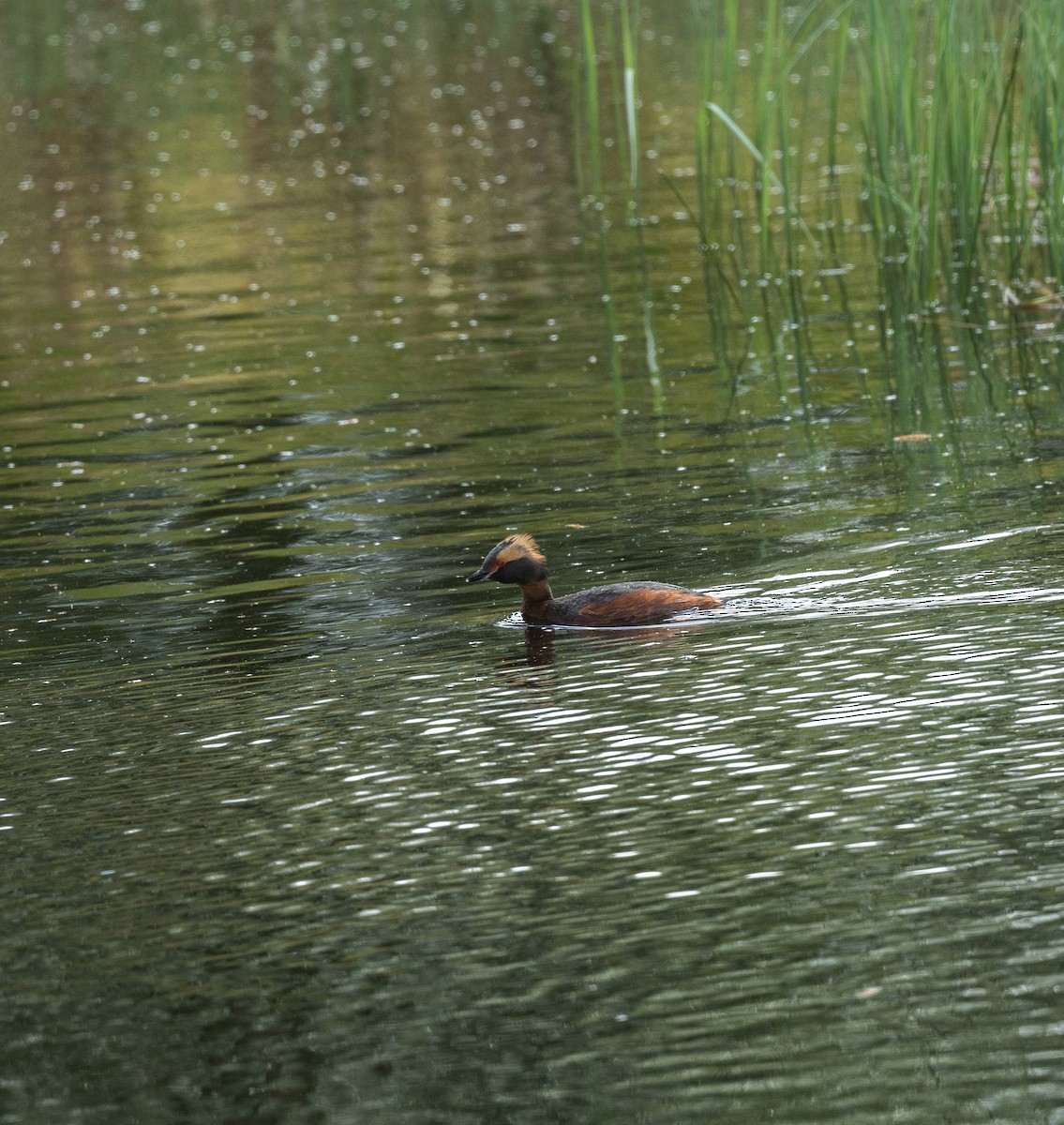 Horned Grebe - ML642421440