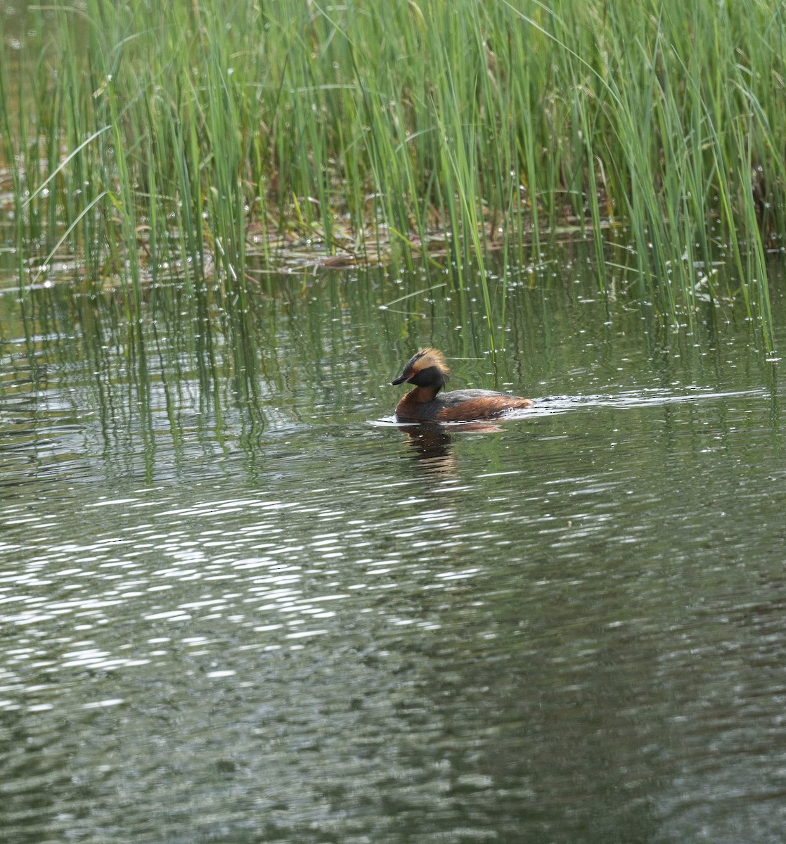 Horned Grebe - ML642421441